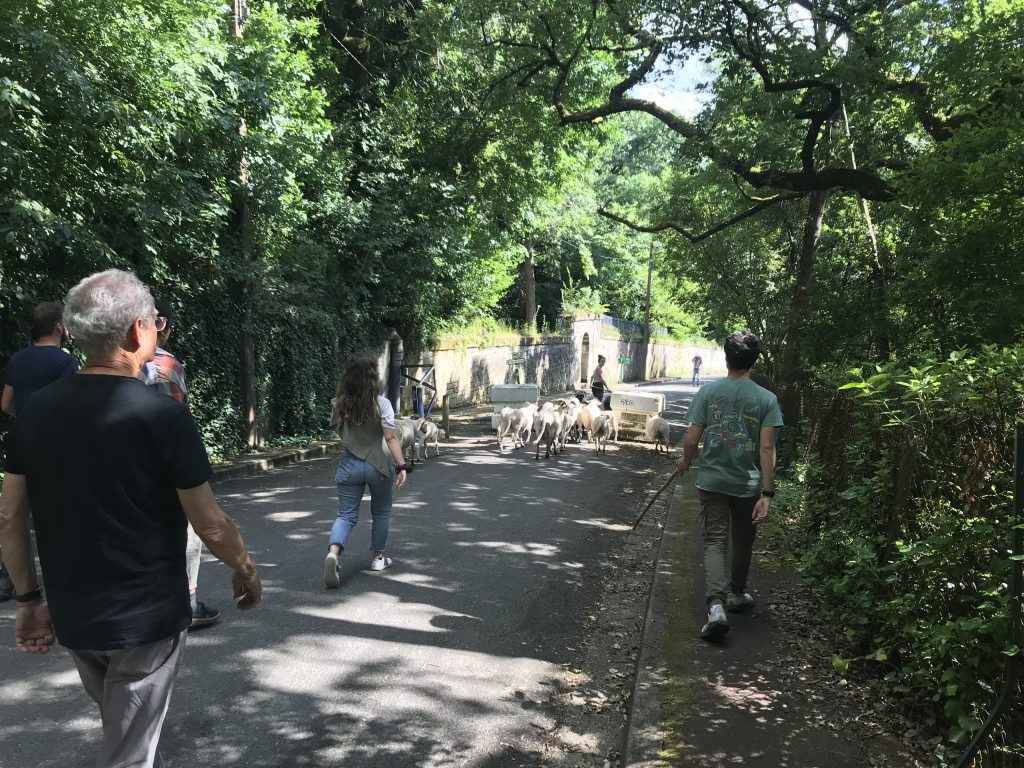 photo des brebis en transhumance dans la ville