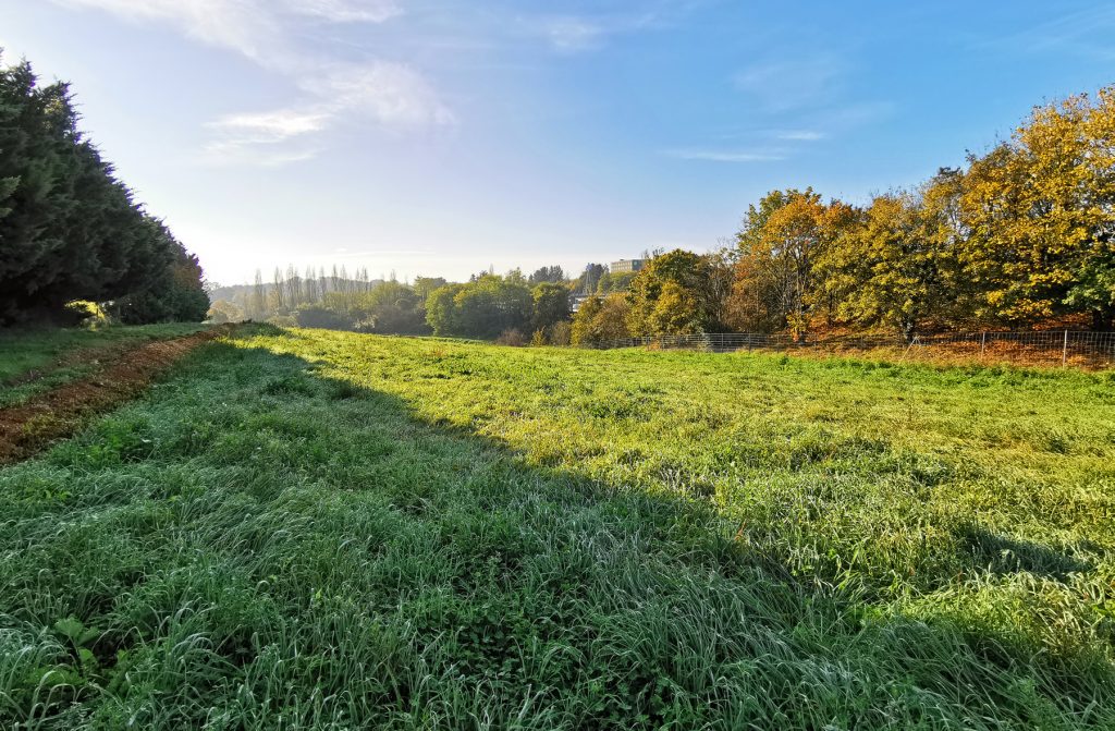 un champ au premier plan, en herbe et au fond un bois